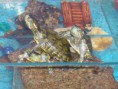 /album/tortugas/a100-0048-jpg/