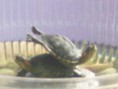 /album/tortugas/a100-1573-jpg/