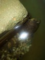 /album/tortugas/a100-6563-jpg/
