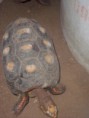 /album/tortugas/a100-6572-jpg/