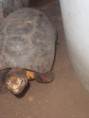 /album/tortugas/a100-6573-jpg/